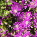 Drosanthemum floribundum - Blasse Taupflanze