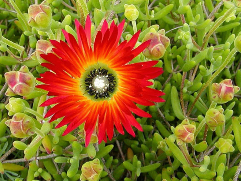 Drosanthemum speciosum - Royal Dewflower