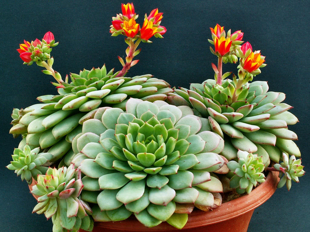 Echeveria globulosa - World of Succulents