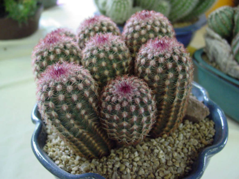 Echinocereus pectinatus - Rainbow Cactus
