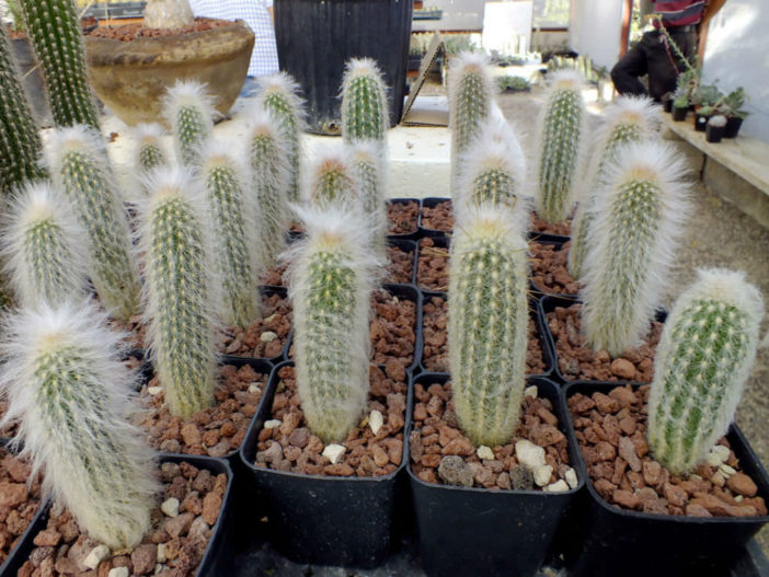 Espostoa lanata ايسبوستوا الرجل العجوز لاناتا Espostoa-lanata-Peruvian-Old-Man-Cactus1-702x527