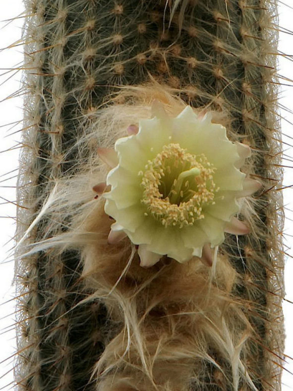 Espostoa lanata (Peruvian Old Man Cactus)