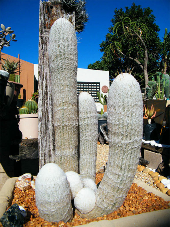 Espostoa lanata (Peruvian Old Man Cactus)