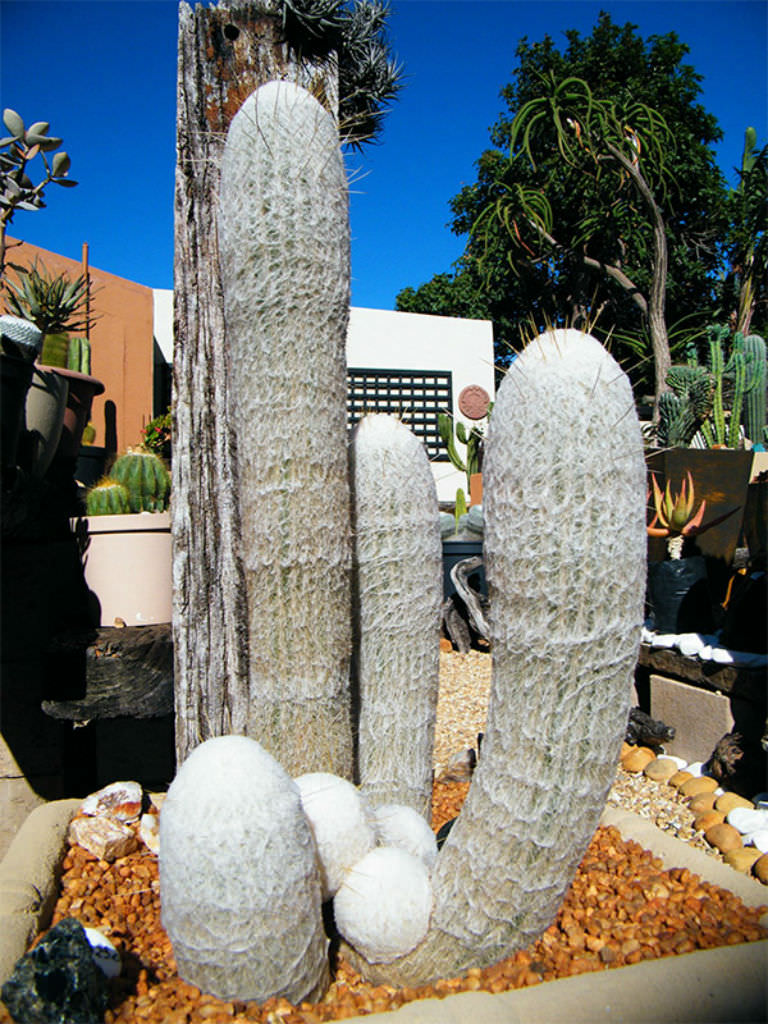 Espostoa Lanata Peruvian Old Man Cactus World Of Succulents 