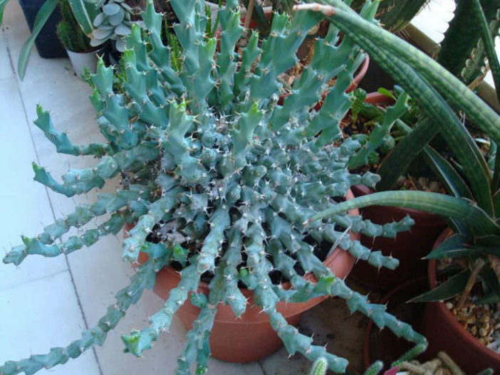 Euphorbia clivicola