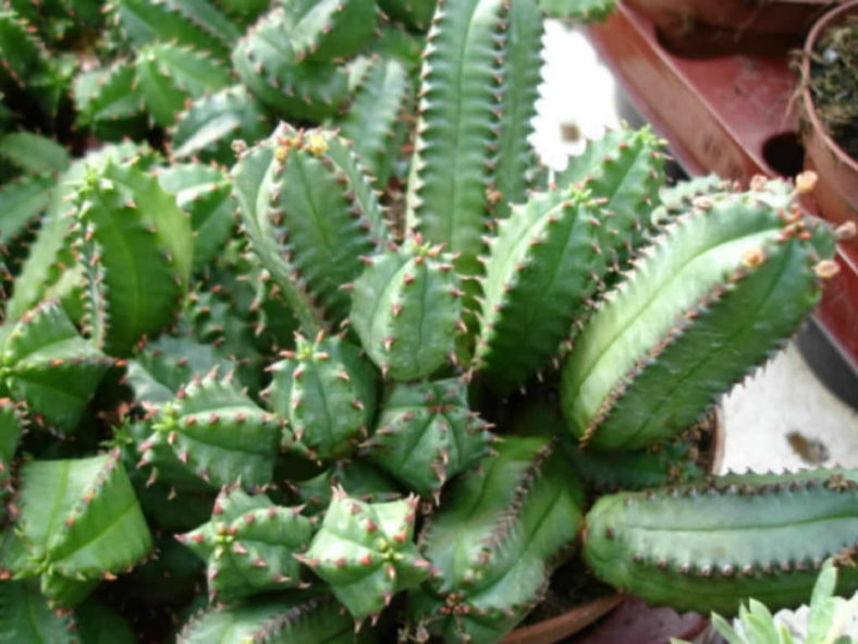 Euphorbia tubiglans