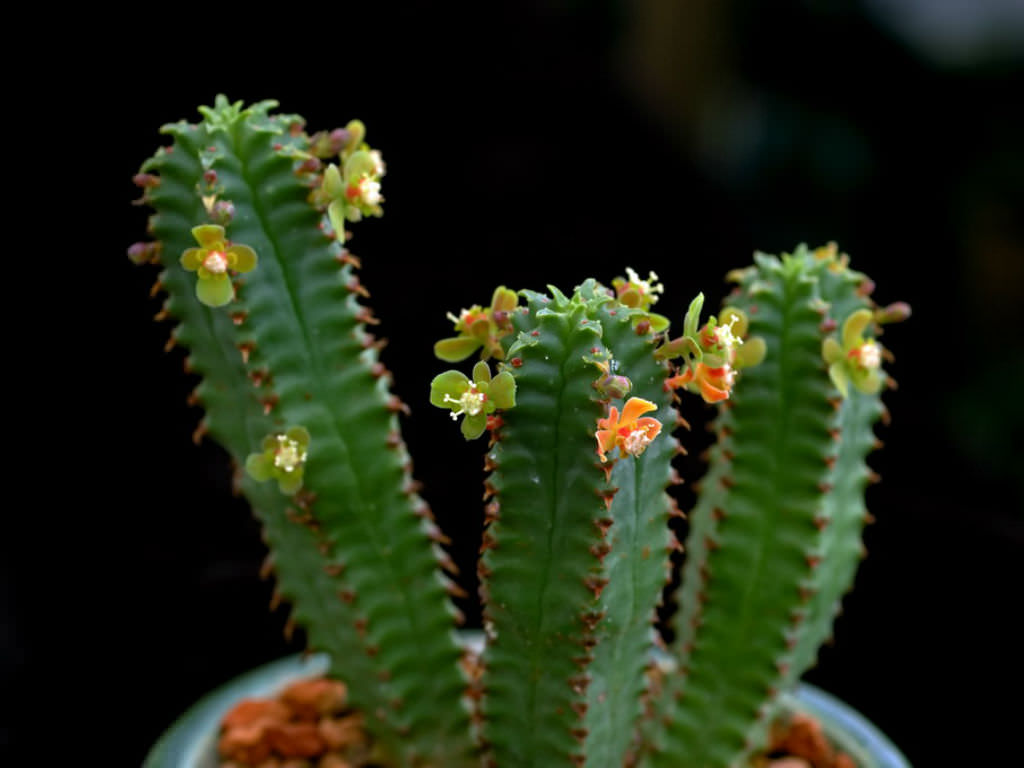 Euphorbia tubiglans | World of Succulents