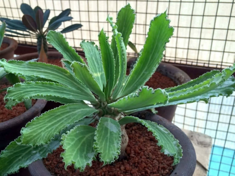 Euphorbia venenifica (Cylindrical Euphorbia)