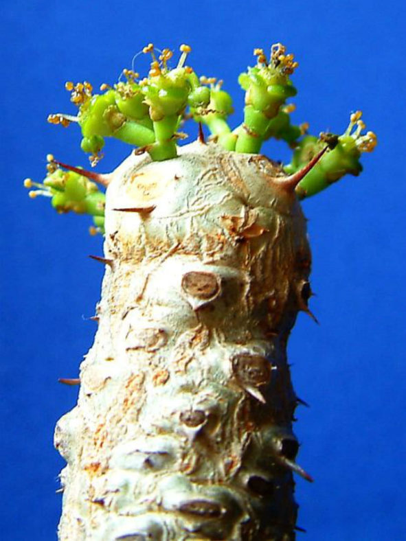 Euphorbia venenifica (Cylindrical Euphorbia)