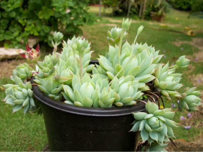 Graptopetalum macdougallii - World of Succulents