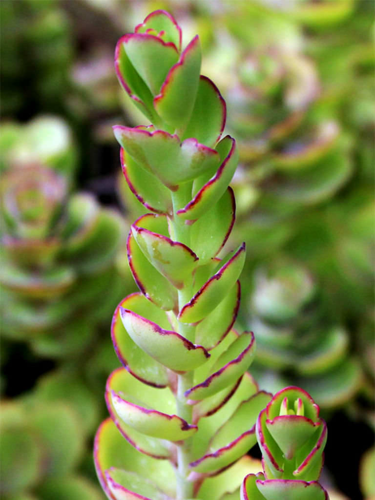 Kalanchoe laxiflora (Milky Widow's Thrill) | World of Succulents