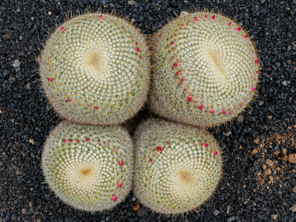 Mammillaria muehlenpfordtii aka Mammillaria celsiana