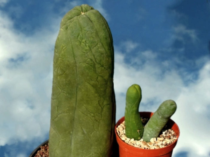 Pachycereus schottii 'Big Penis Cactus'