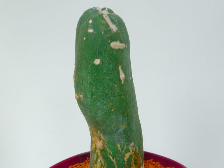 Pachycereus schottii 'Big Penis Cactus'