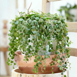 Peperomia prostrata - World of Succulents