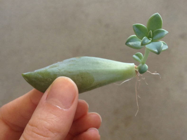 Propagate Succulents