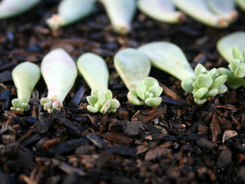 Propagate Succulents