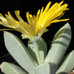 Schwantesia acutipetala