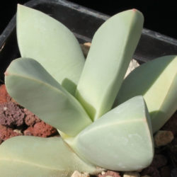 Schwantesia acutipetala