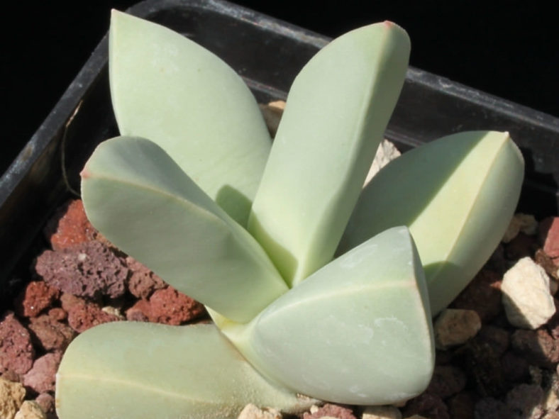 Schwantesia acutipetala