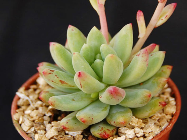 ×Sedeveria 'Hummelii'