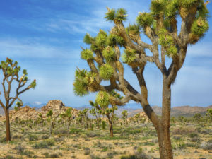 Yucca brevifolia (Joshua Tree) - World of Succulents