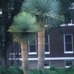 Yucca rostrata - Schnabelyucca