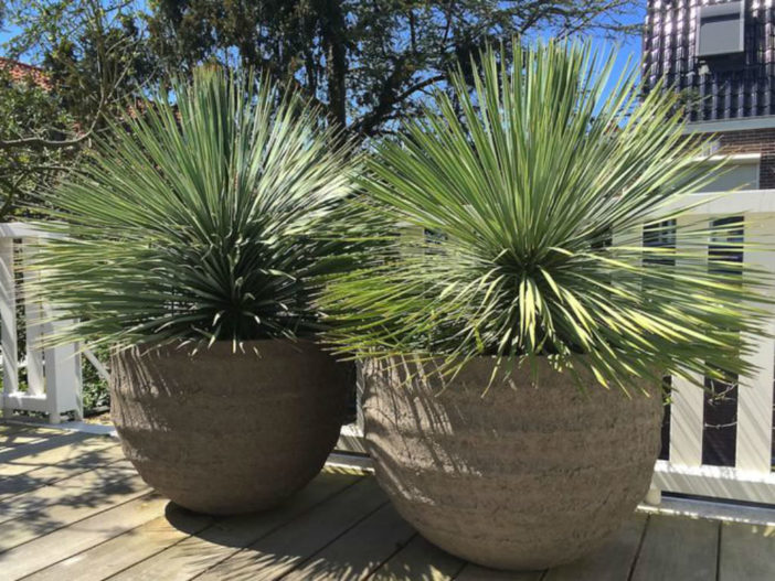 Yucca rostrata-snavel Yucca