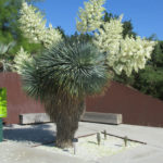 Yucca rostrata Becco Yucca