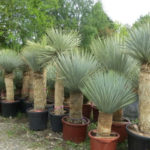  yucca rostrata-csőrös Yucca