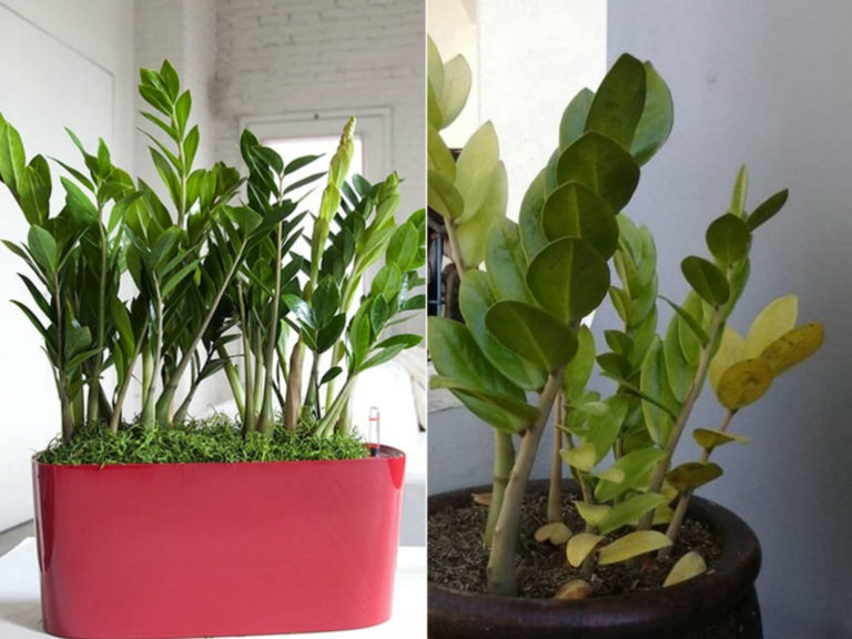 How to Care for Yellow Leaves on a ZZ Plant (Zamioculcas zamiifolia ...