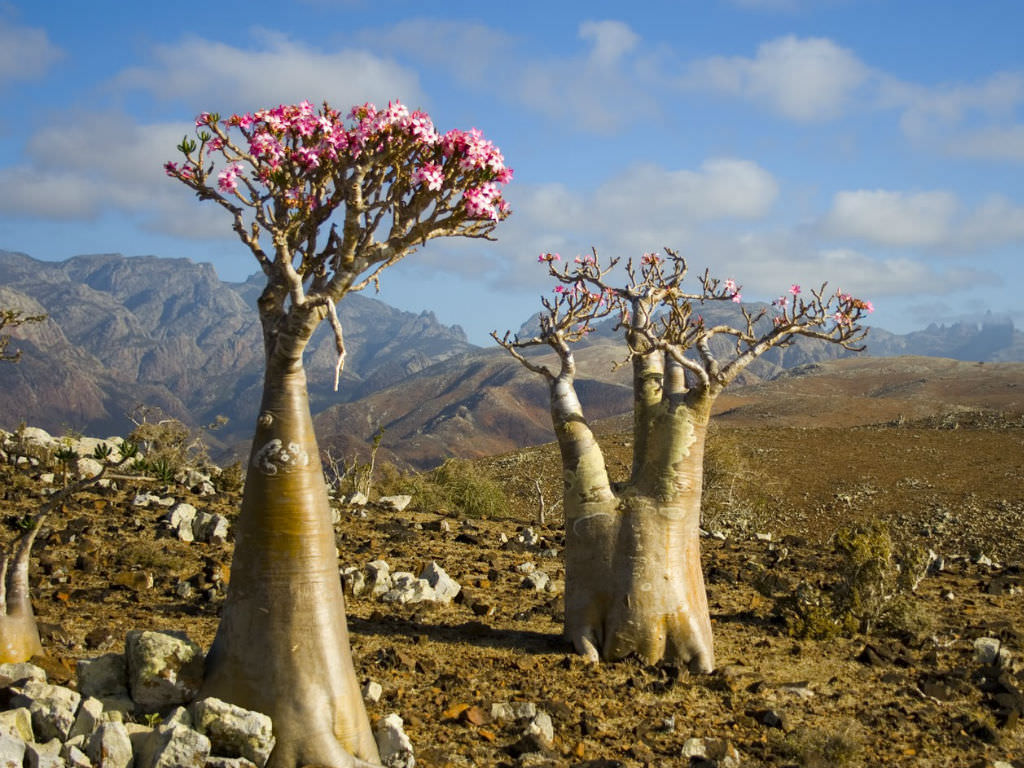 Bottle-tree desert rose (Adenium obesum socotranum) endemic to