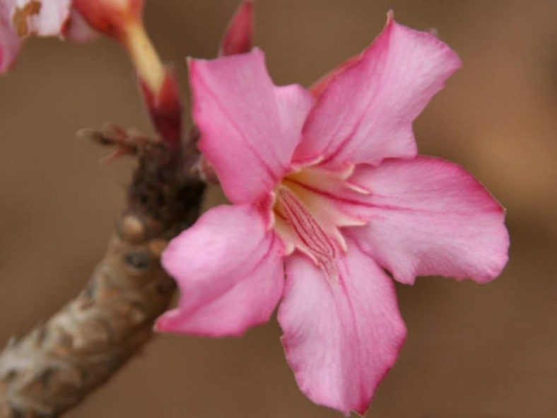 Adenium obesum subsp. socotranum (Socotran Desert Rose) aka Adenium socotranum