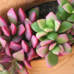 Anacampseros telephiastrum 'Variegata' - World of Succulents