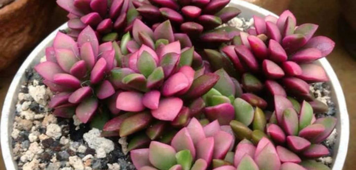 watchchain succulent Crassula Watch Chain main image 1