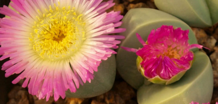 Argyroderma patens - World of Succulents