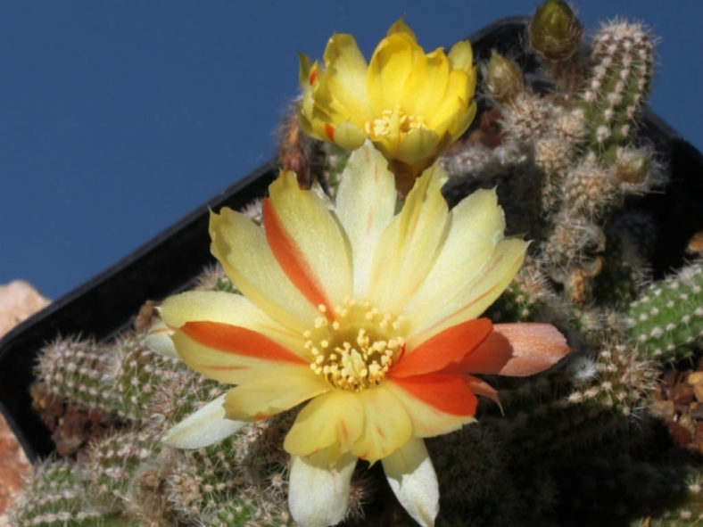Chamaelobivia 'Arlequin' (Peanut Cactus)
