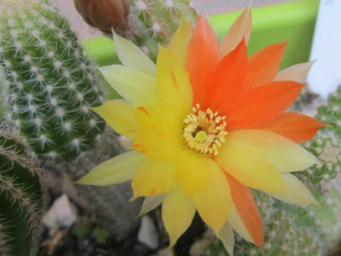 Chamaelobivia 'Arlequin' (Peanut Cactus)