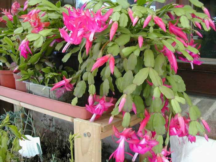 When and How to Repot a Christmas Cactus | World of Succulents