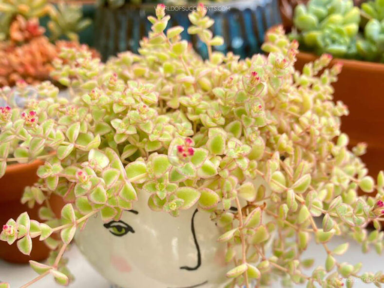 Crassula pellucida subsp. marginalis 'Petite Bicolor' aka Crassula 'Petite Bicolor' or Sedum 'Little Missy'