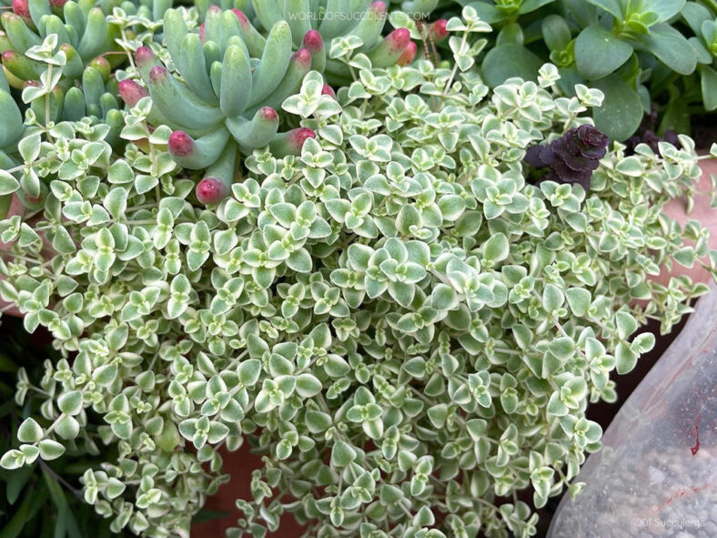 Crassula pellucida subsp. marginalis 'Petite Bicolor' aka Crassula 'Petite Bicolor' or Sedum 'Little Missy'