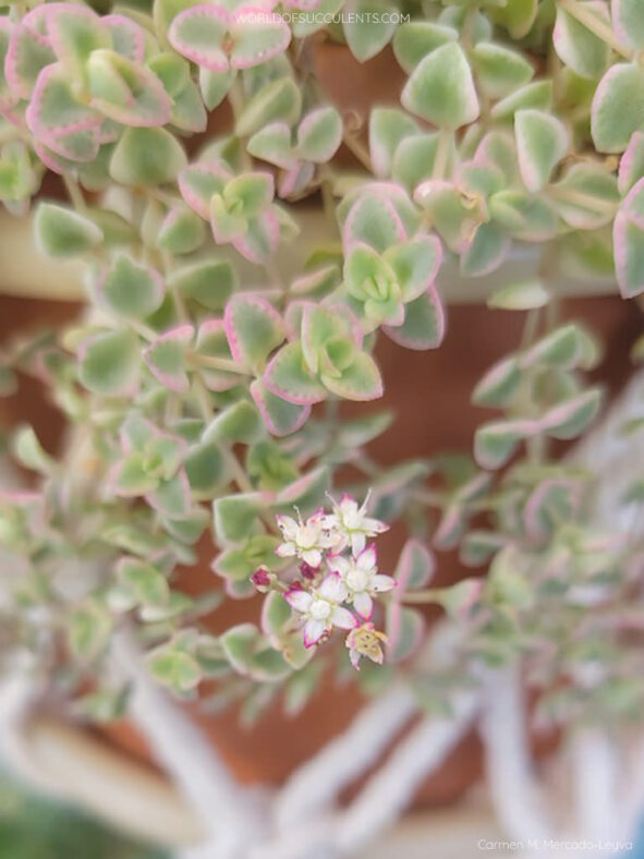 Crassula pellucida subsp. marginalis 'Petite Bicolor' aka Crassula 'Petite Bicolor' or Sedum 'Little Missy'