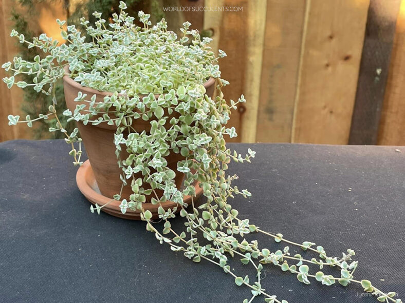 Crassula pellucida subsp. marginalis 'Petite Bicolor' aka Crassula 'Petite Bicolor' or Sedum 'Little Missy'