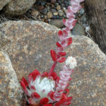 Dudleya farinosa (Lechuga de Bluff)