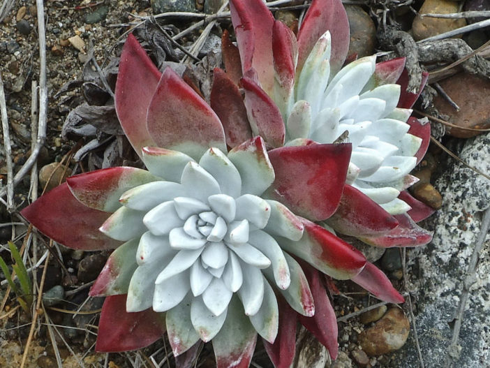 Dudleya farinosa (alface azul)