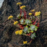 Dudleya farinosa (Alface Bluff)