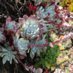 Dudleya farinosa (laitue bluffante)