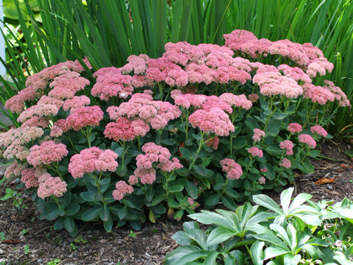 autumn joy sedum flowers