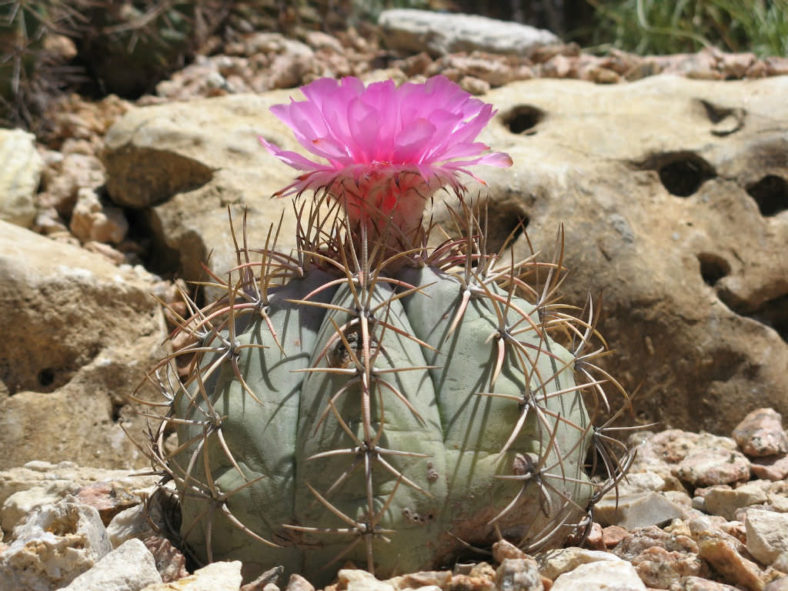 Echinocactus horizonthalonius - Eagle's Claw