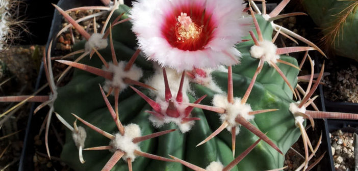 Echinocactus store Texensis Horse cripper cactus.